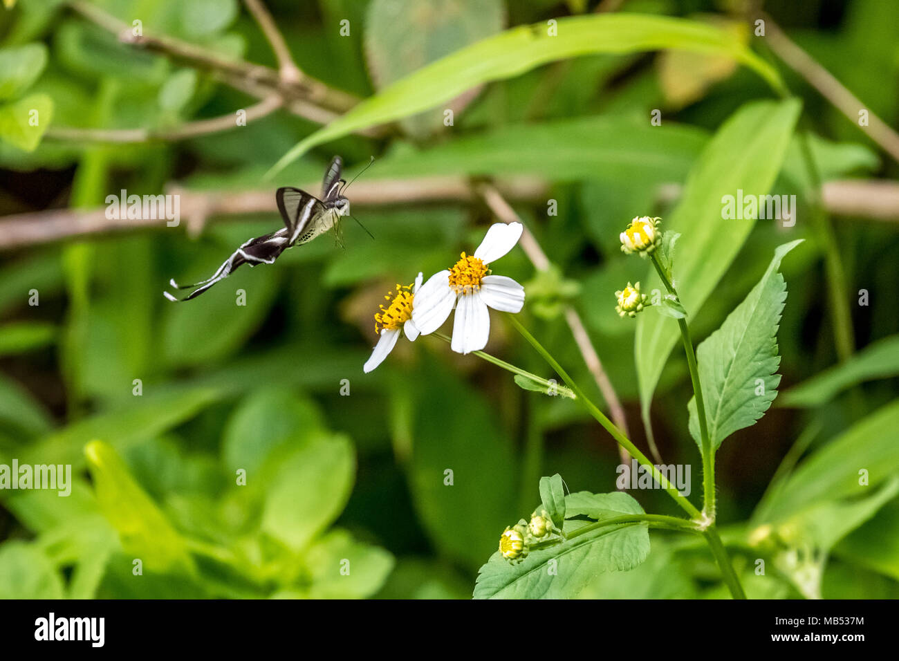 White Dragontail (Lamproptera curius) drinking on plant Stock Photo