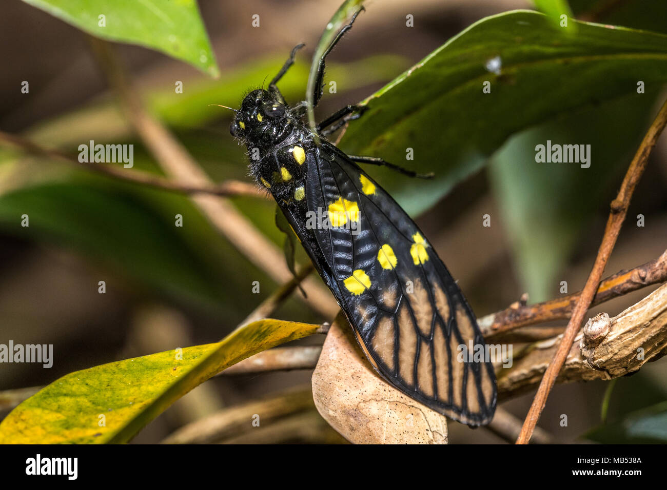Black cicada (Gaeana maculata) perching on plant Stock Photo