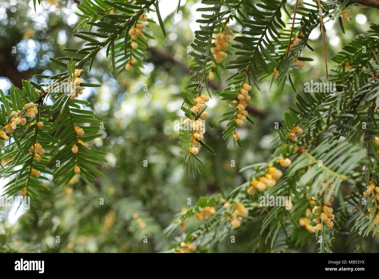 yellow male flowers of european yew - Taxus baccata Stock Photo