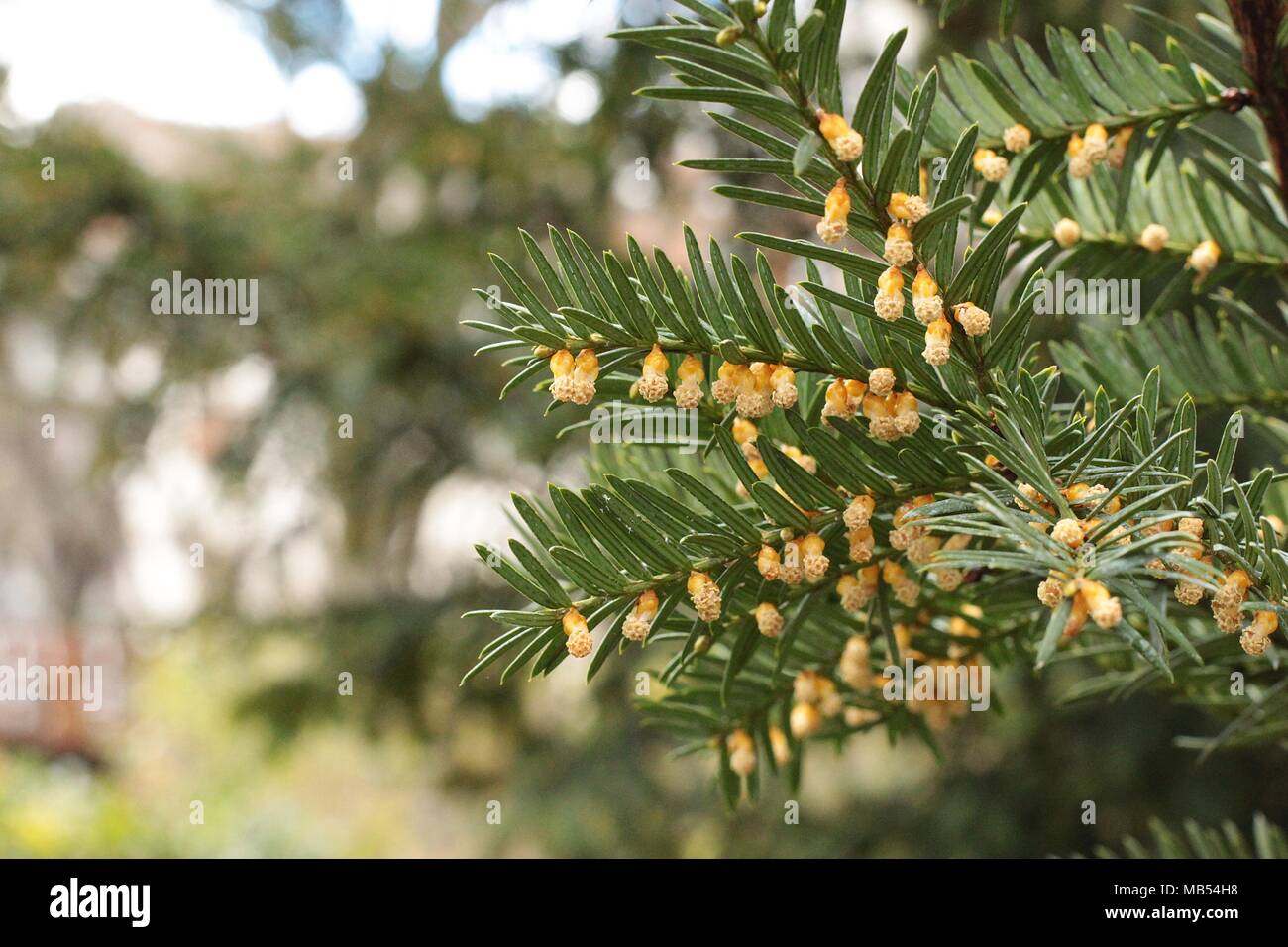 yellow male flowers of european yew - Taxus baccata Stock Photo