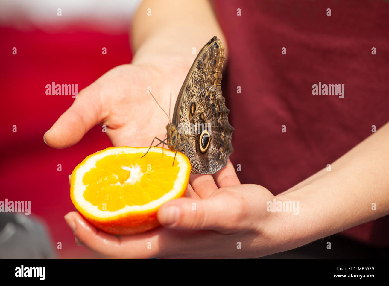 Feeding an Owl butterfly (caligo memnon) with a fresh orange Stock