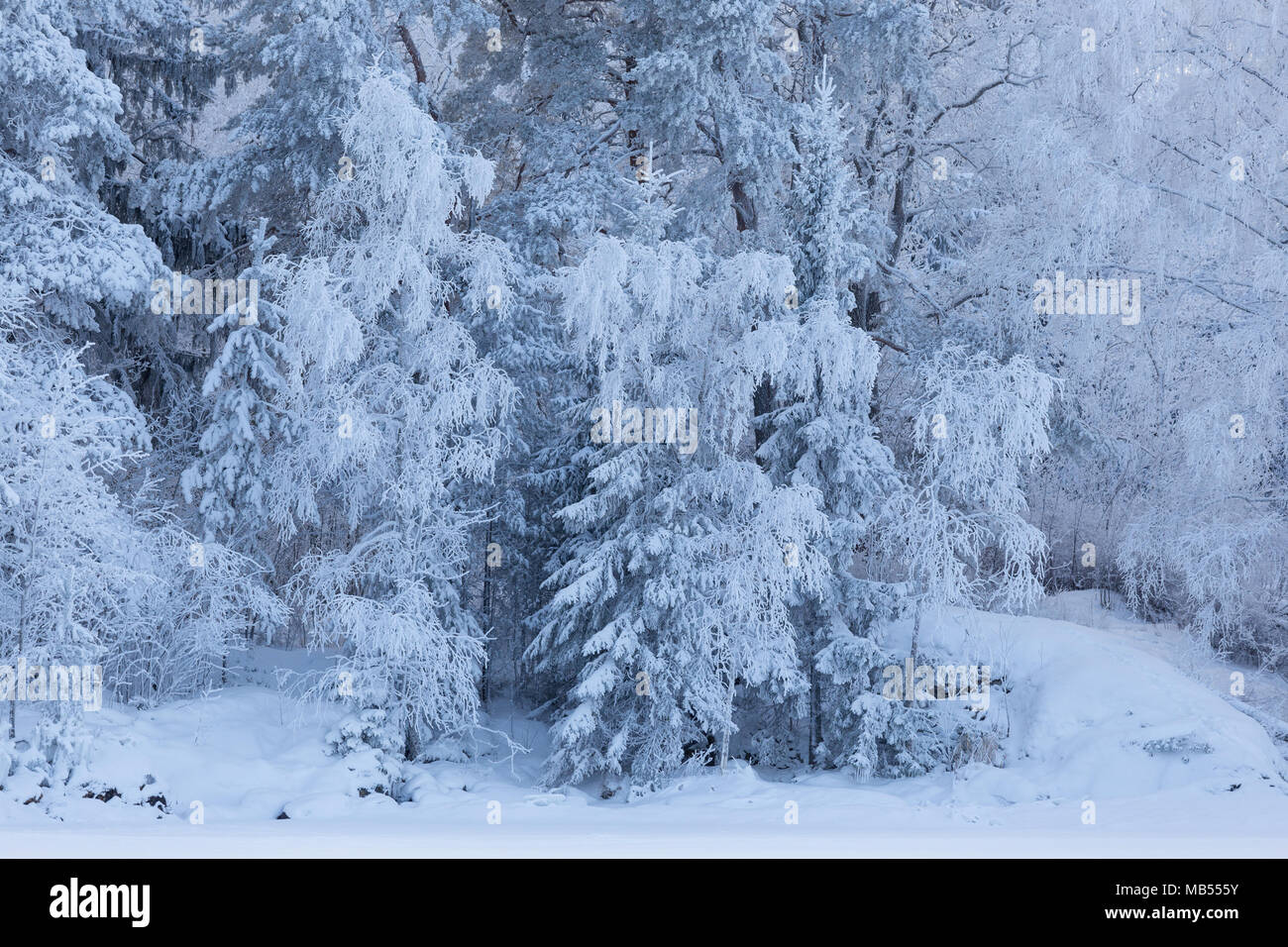 Trees covered in snow Stock Photo