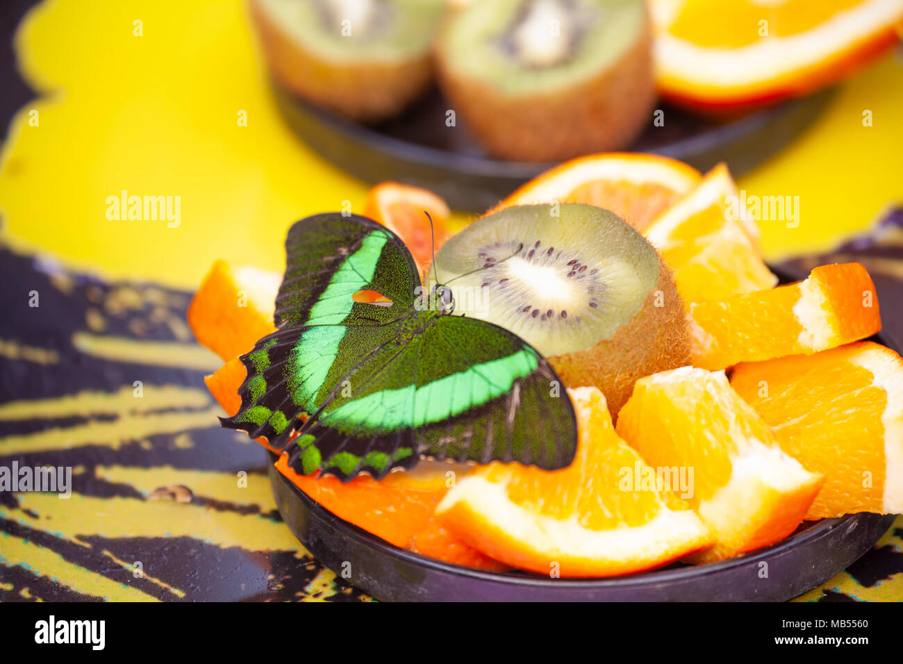 Butterfly south asia hires stock photography and images Alamy