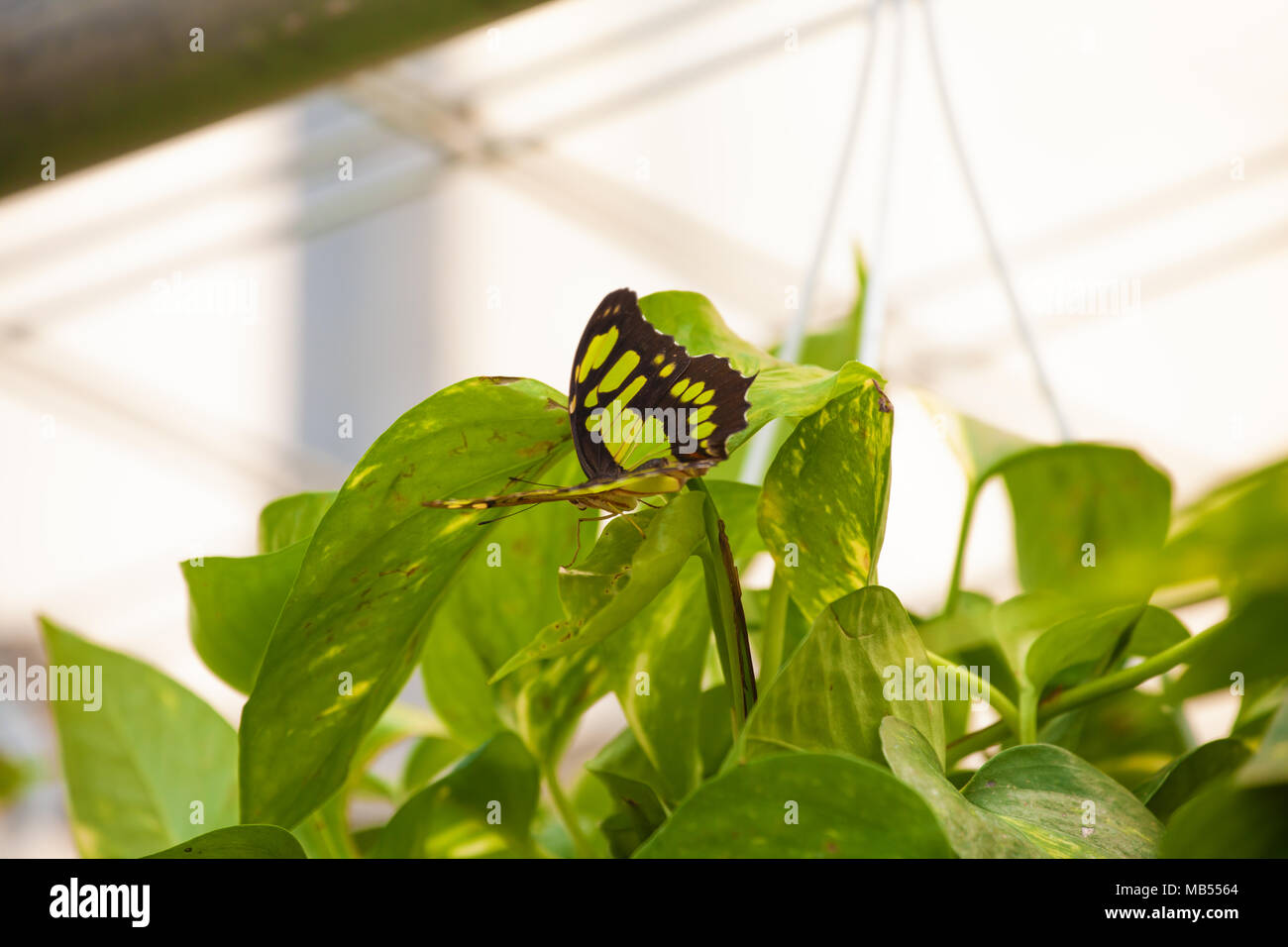 Philaethria Dido (scarce bamboo page, longwing dido, or green heliconia) Stock Photo