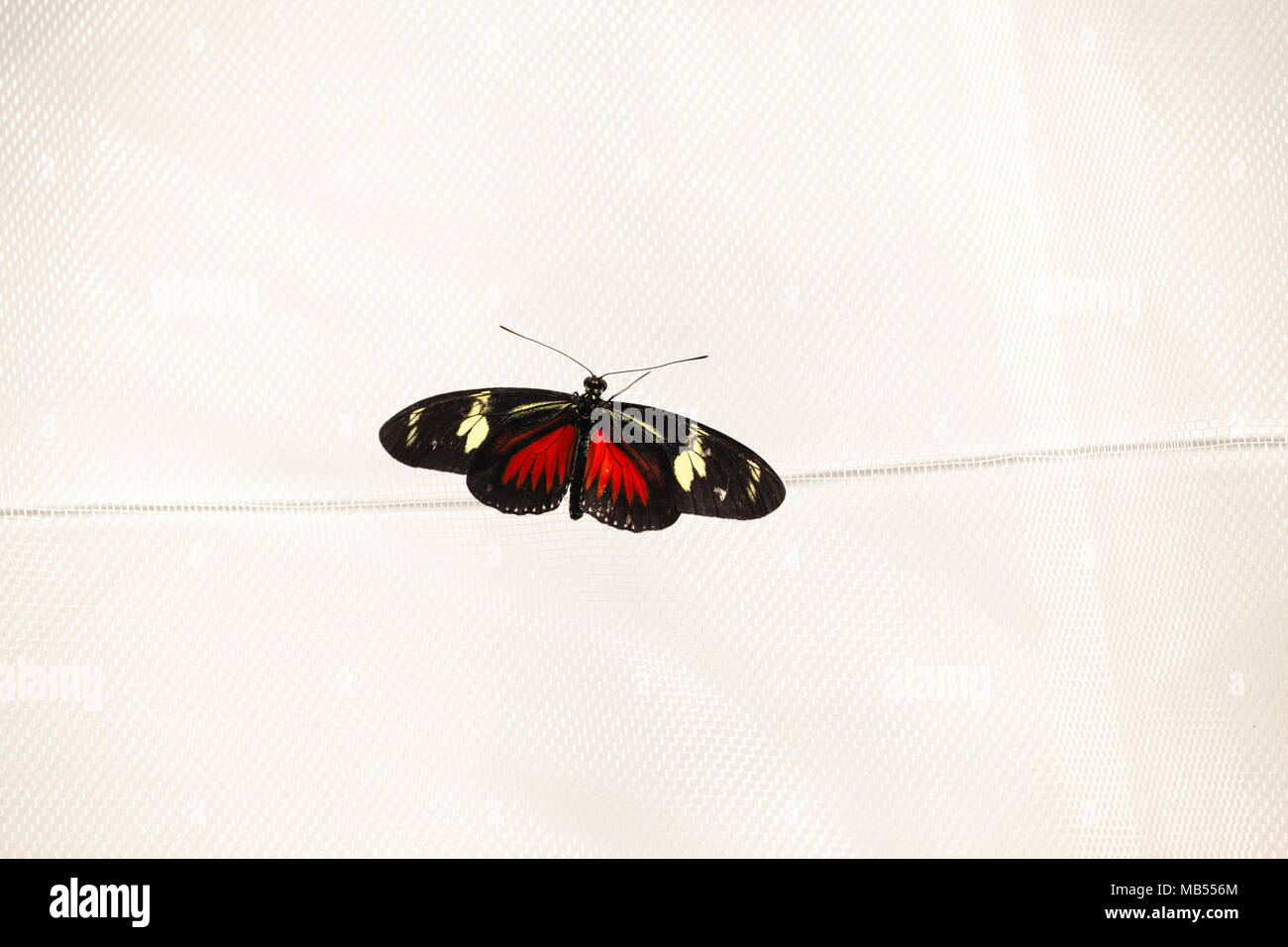 Doris Longwing Butterfly (Laparus doris viridis). Stock Photo
