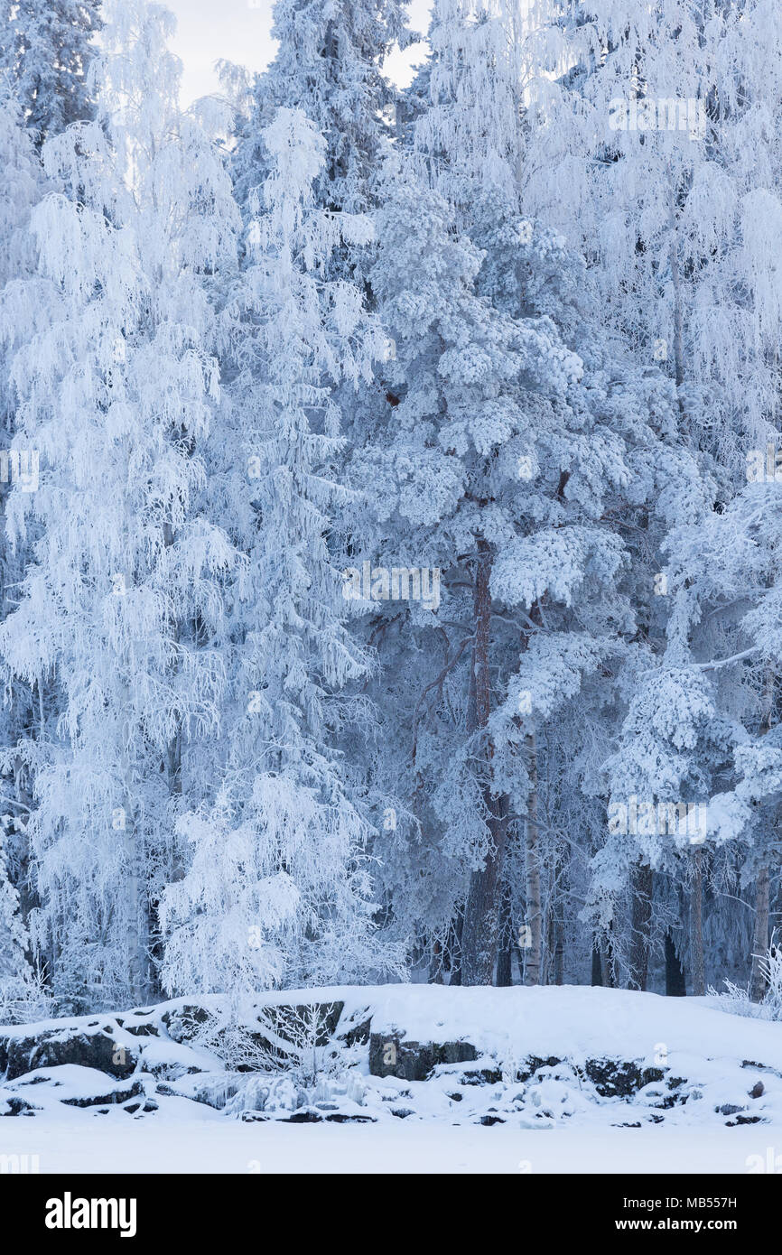 Trees covered in snow Stock Photo