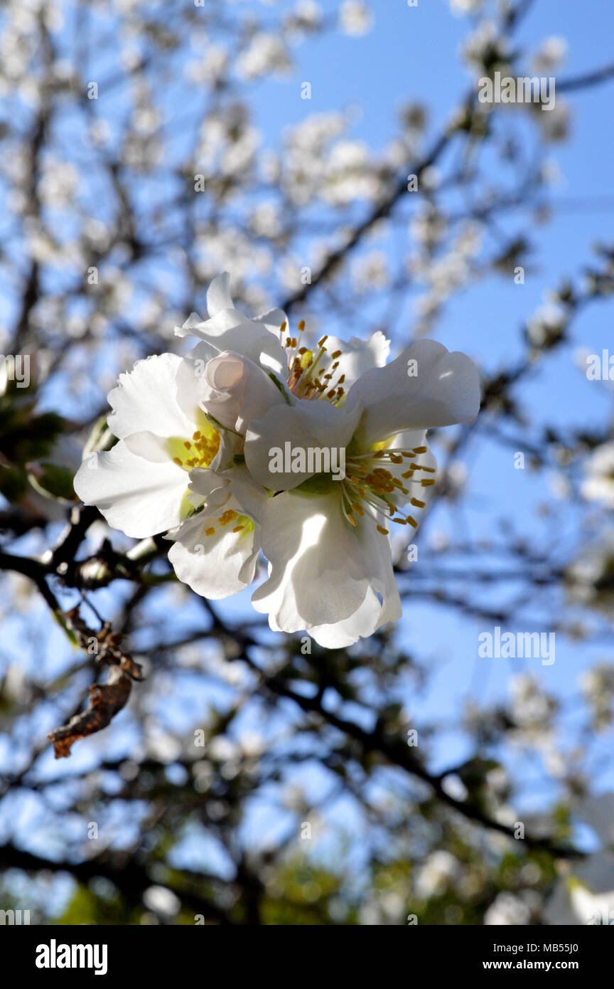 Sfondo luminoso primavera hi-res stock photography and images - Alamy