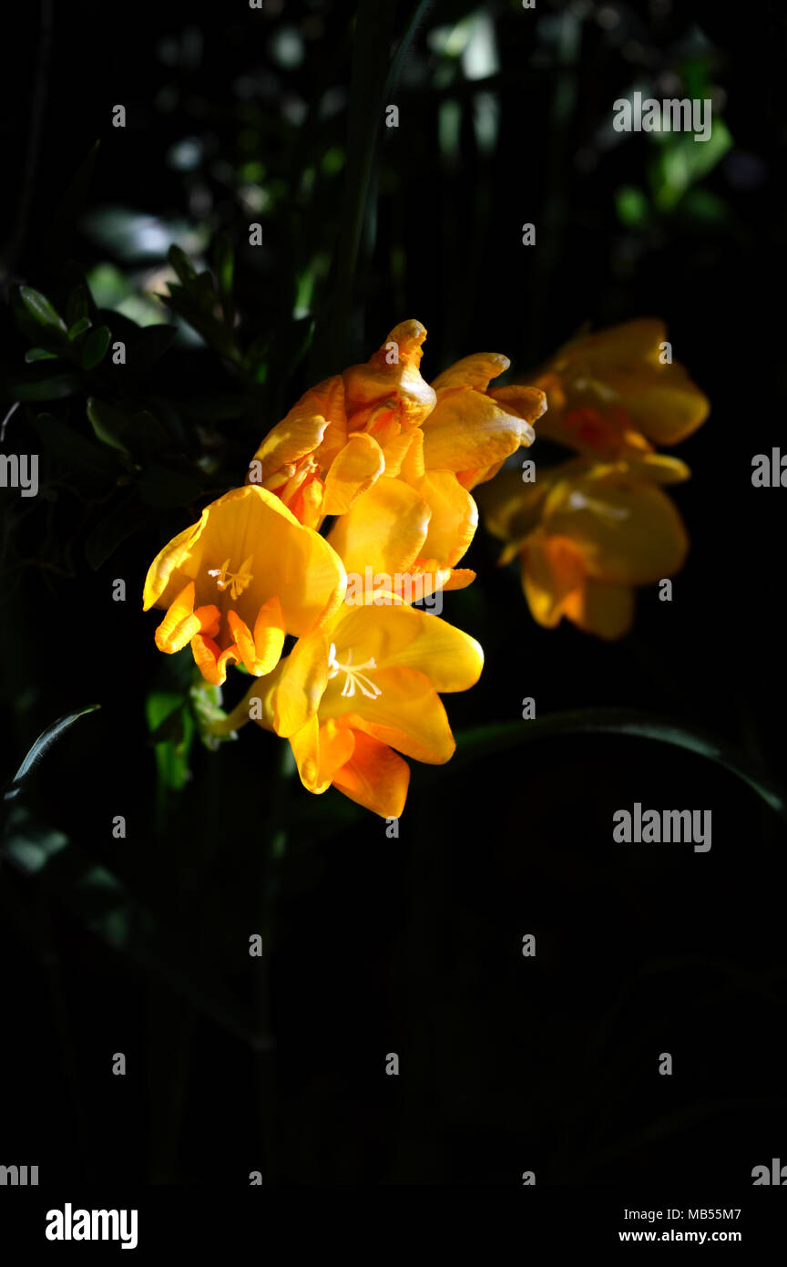 Sfondo polline hi-res stock photography and images - Alamy