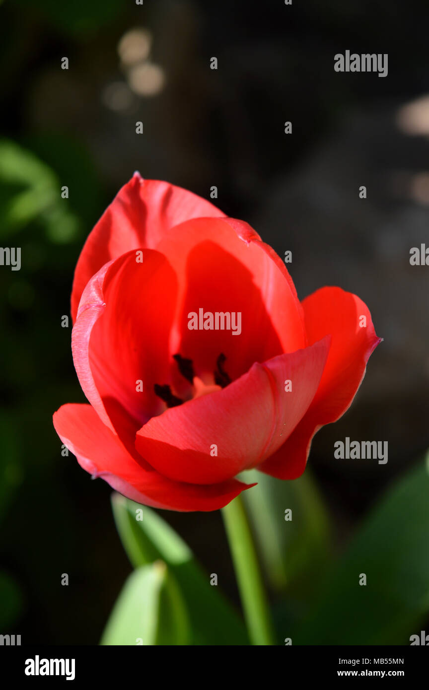 Sfondo luminoso primavera hi-res stock photography and images - Alamy