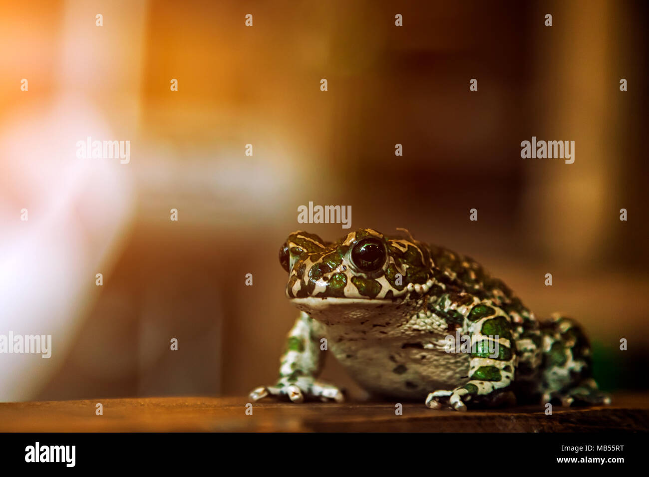 Close-up of a beautiful green spotted frog or Pelophylax ridibundus  with large black eyes sitting on a wooden shelf Stock Photo