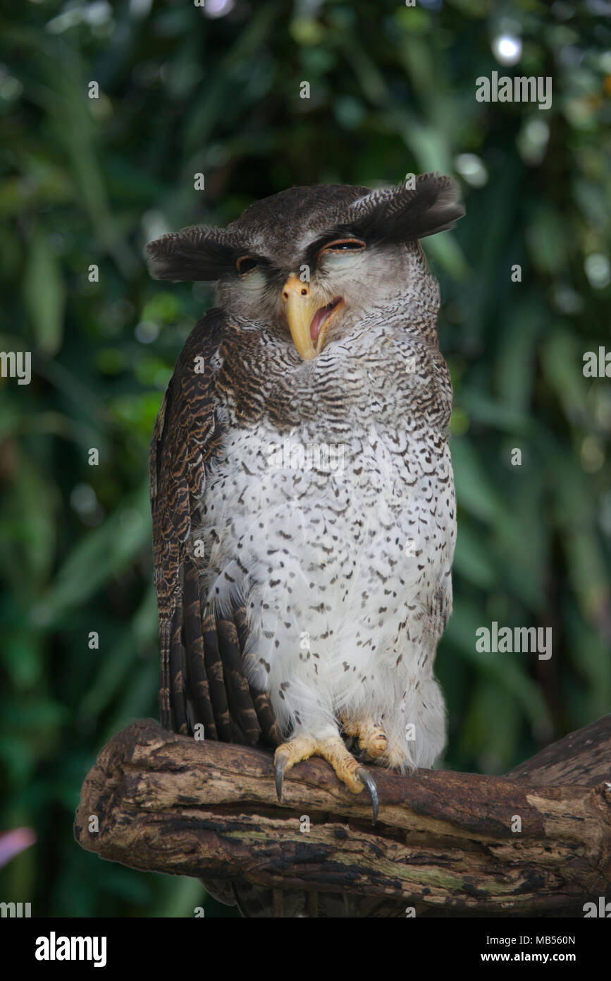 Barred Malay Eagle Owl Stock Photo