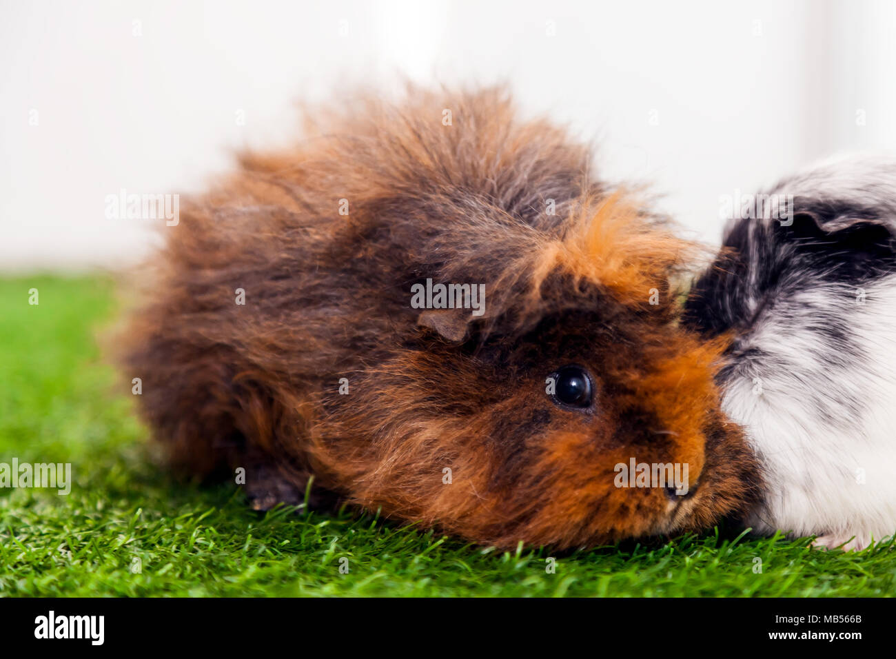 Close-up of a small funny  brown rabbit with black eyes sitting on the green artificial grass in the room Stock Photo