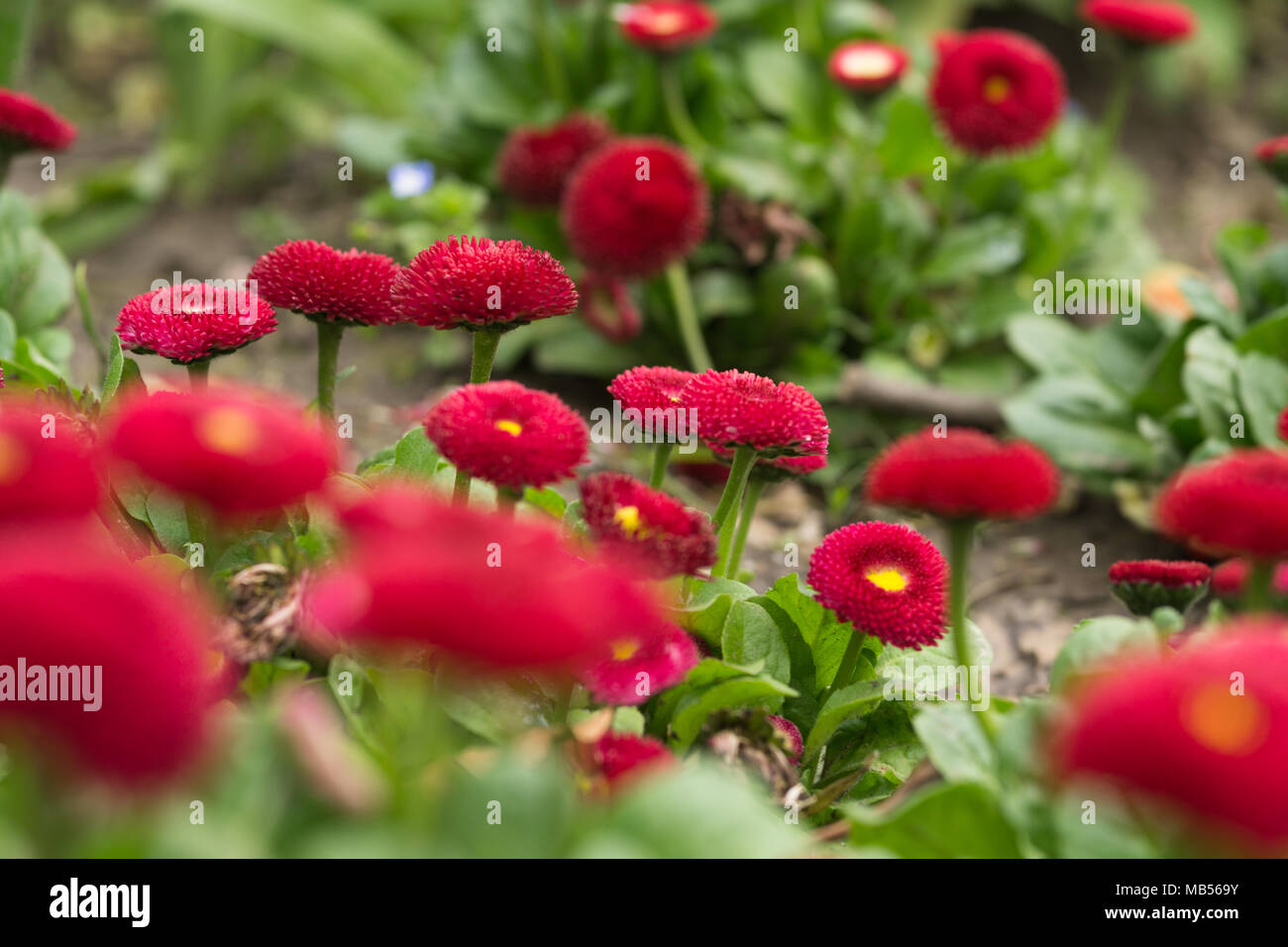 Red English daisy (Bellis perennis) Stock Photo