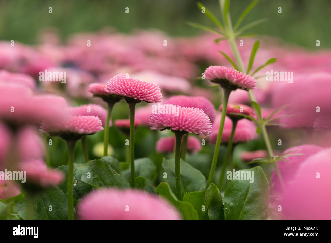 Pink English daisy (Bellis perennis) Stock Photo