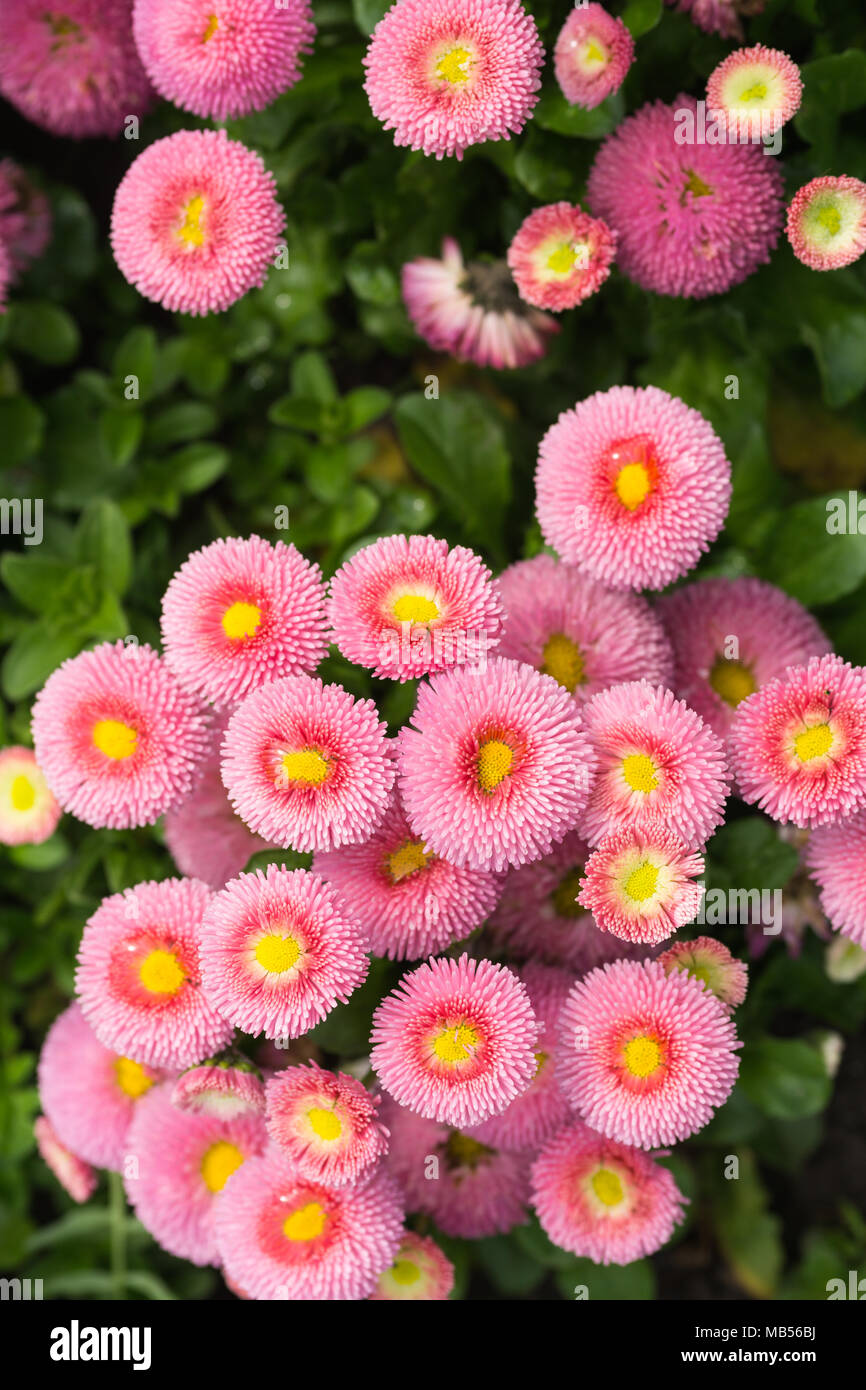 Pink English daisy (Bellis perennis) Stock Photo