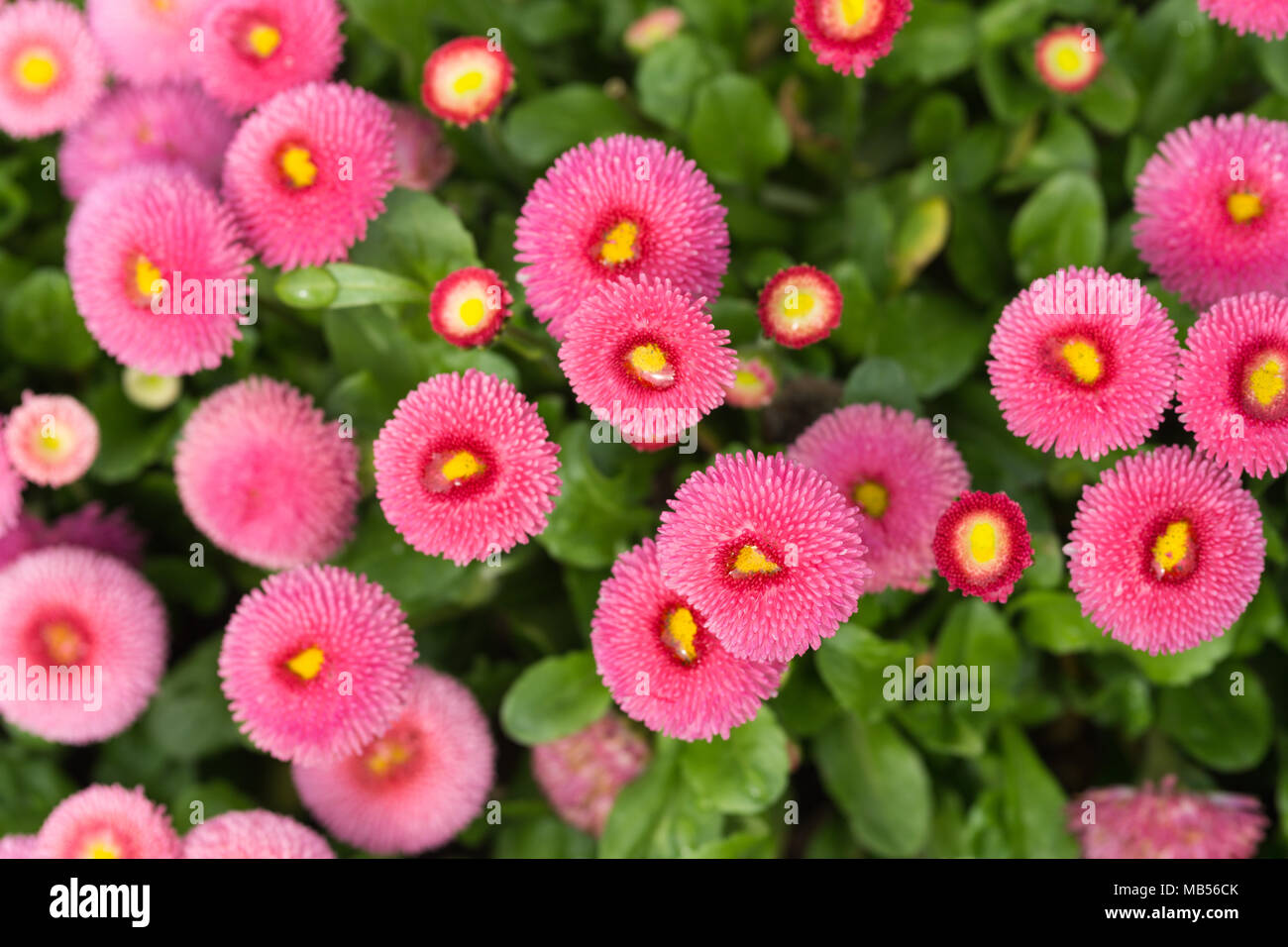 Pink English daisy (Bellis perennis) Stock Photo
