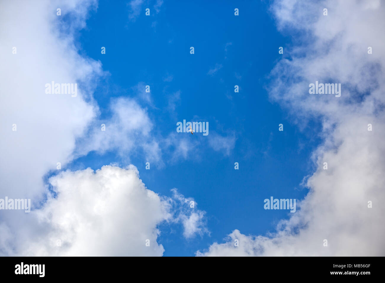 Clouds with blue sky , flying seagull Stock Photo - Alamy