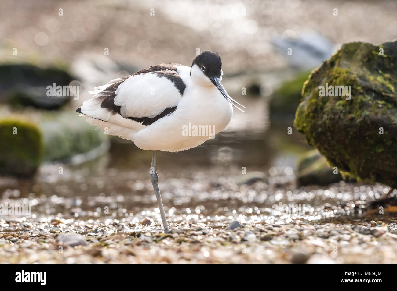 pied avocet wading bird native to southern africa and asia Stock Photo