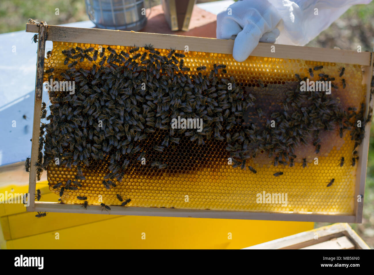 Frames of a bee hive. Beekeeper harvesting honey. The bee smoker is used to calm bees before frame removal. Beekeeper Inspecting Bee Hive Stock Photo