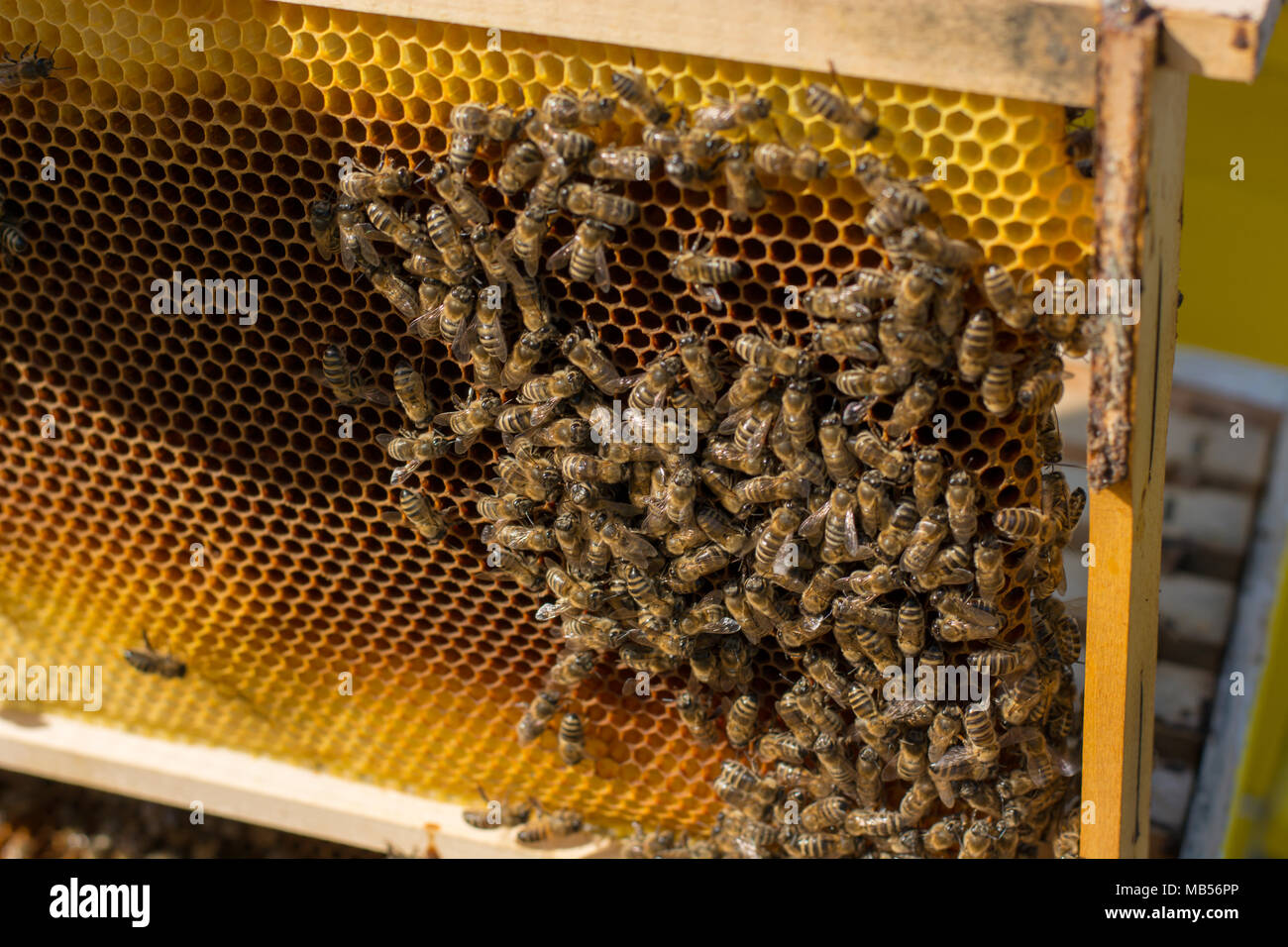 Frames of a bee hive. Beekeeper harvesting honey. The bee smoker is used to calm bees before frame removal. Beekeeper Inspecting Bee Hive Stock Photo