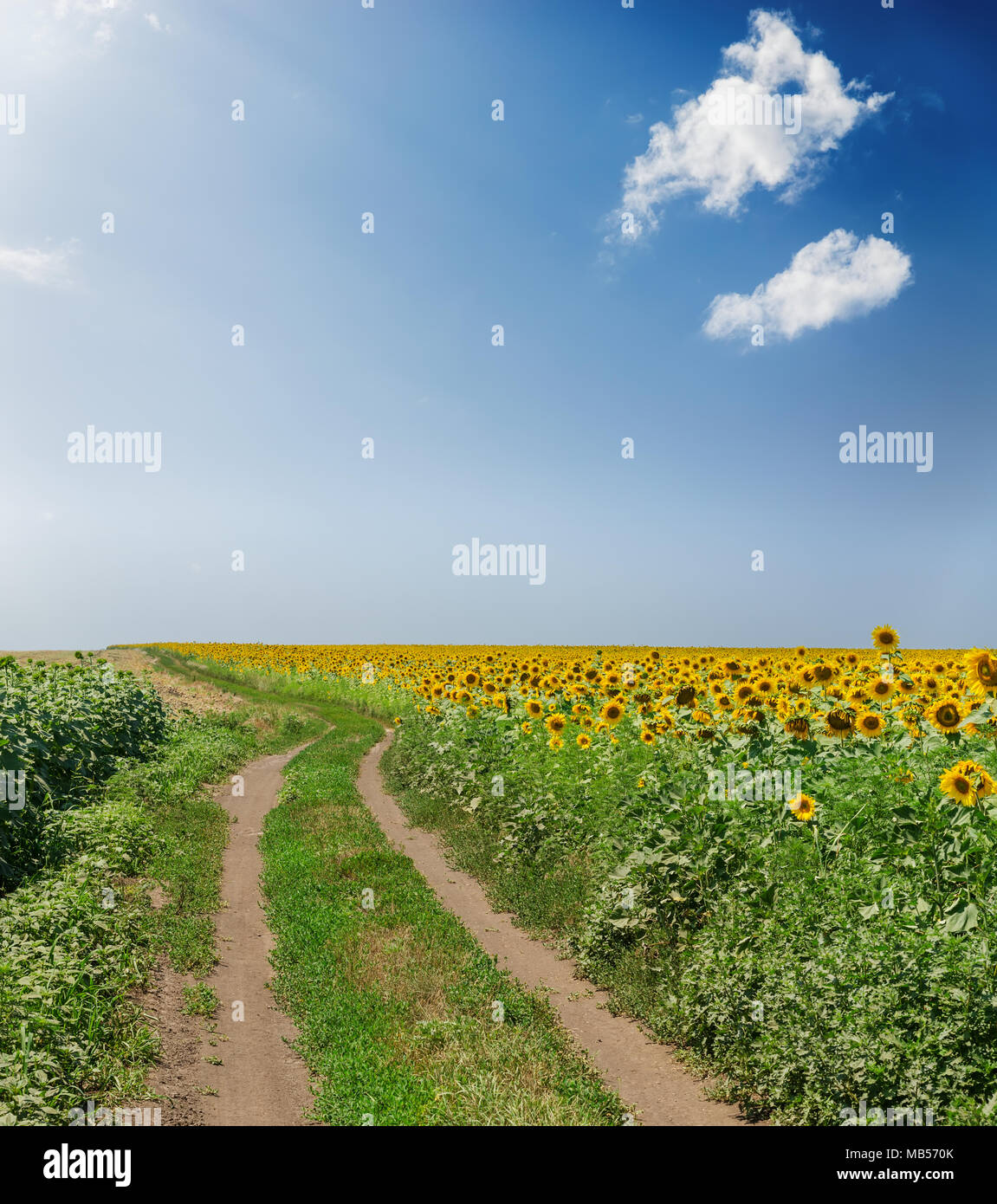 Rural road in agriculture hi-res stock photography and images - Alamy