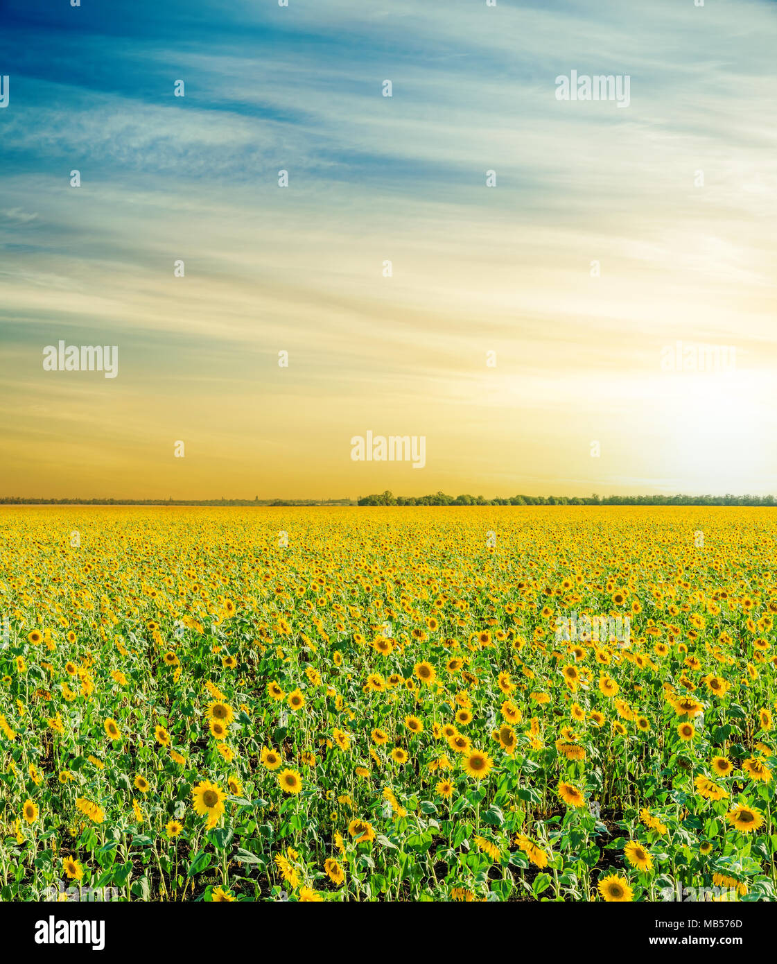 field with sunflowers under orange sky in sunset Stock Photo - Alamy