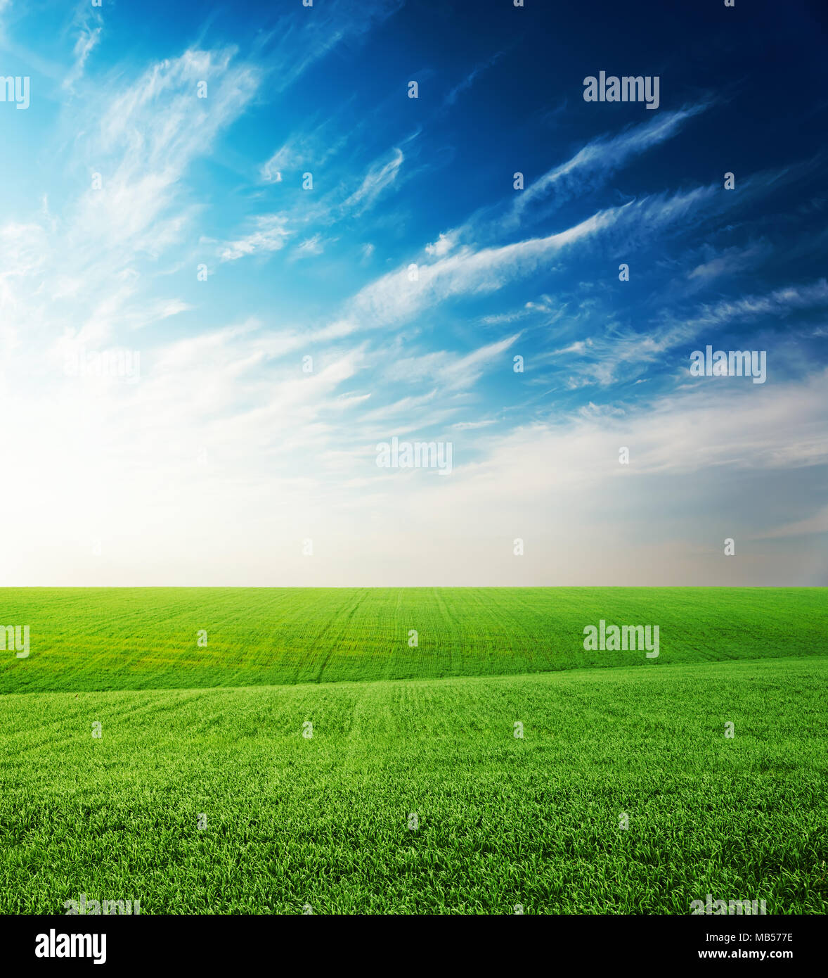agriculture green grass field and sunset in blue sky with clouds Stock ...