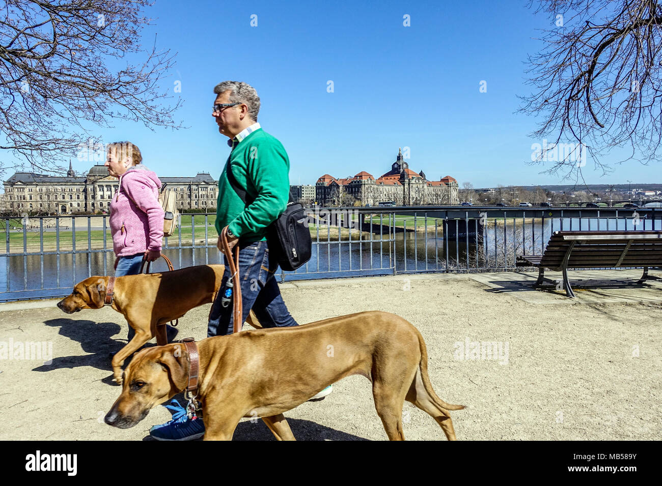 People Tourists walking with two dogs Rhodesian Ridgeback, Dresden Bruehl's Terrace Dresden Saxony Germany Europe Stock Photo