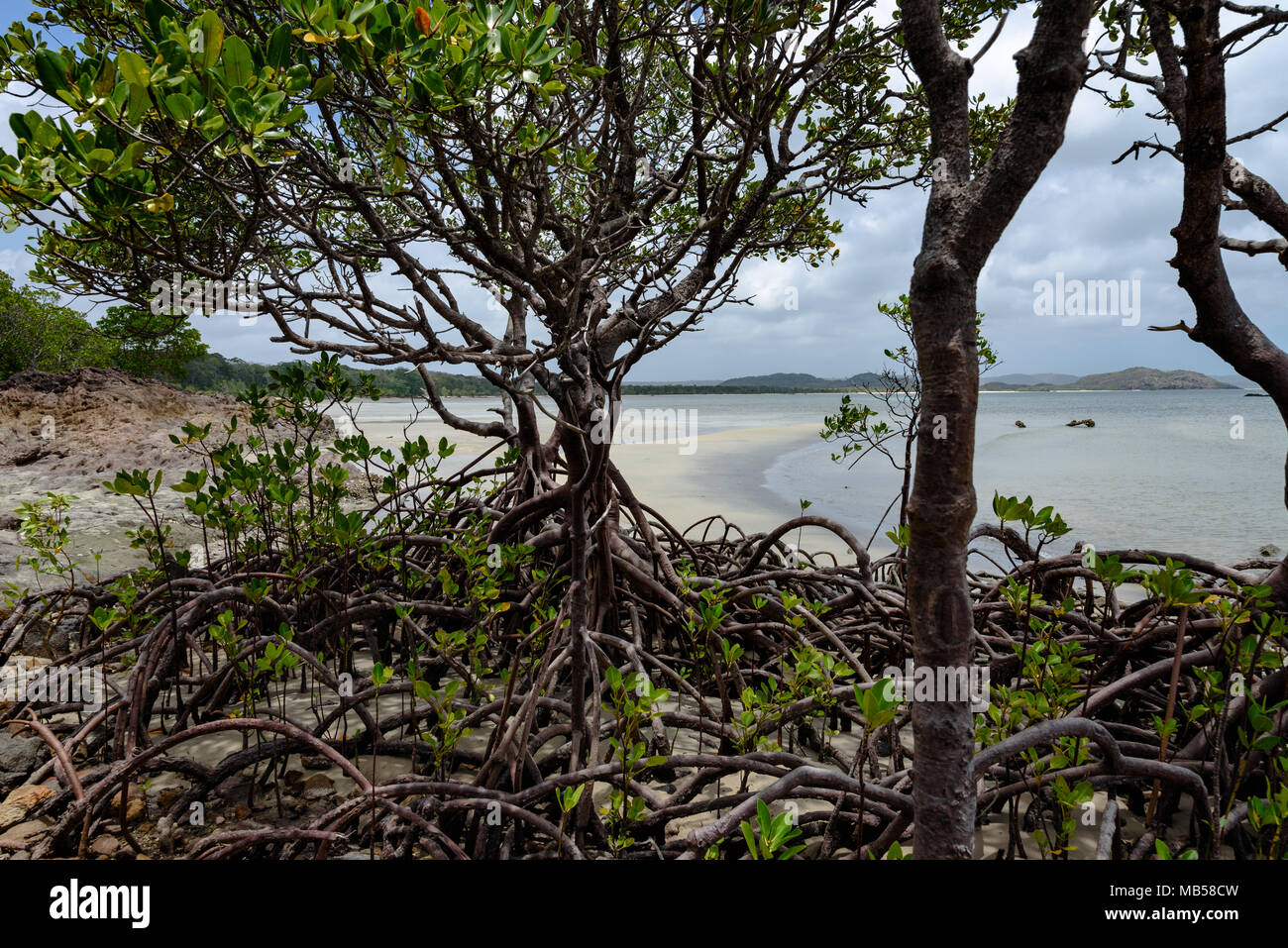 Looking through a mangrove onto Frangipani Beach at Cape York, the northernmost point of the Australian mainland Stock Photo