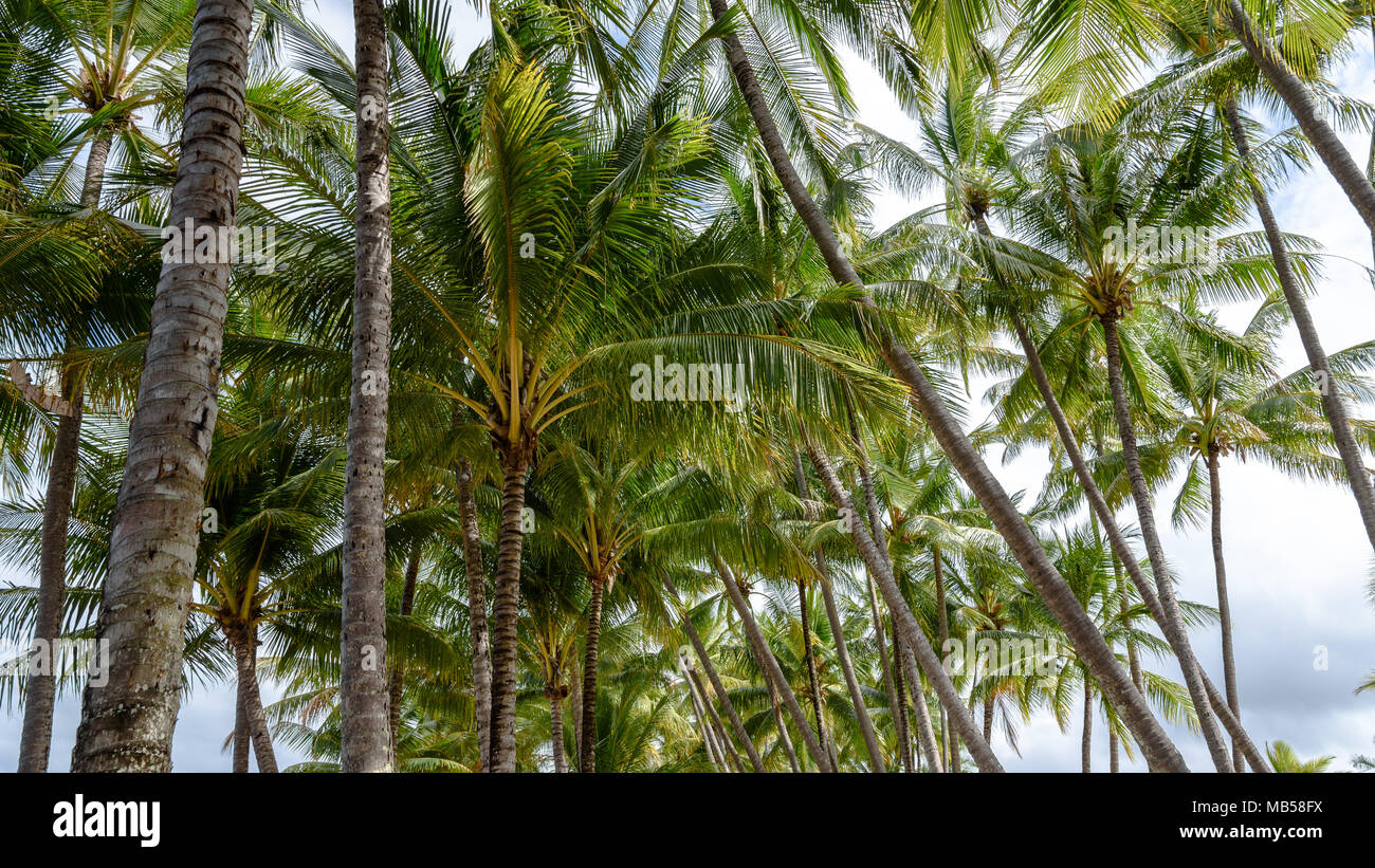 Australian palm trees hires stock photography and images Alamy
