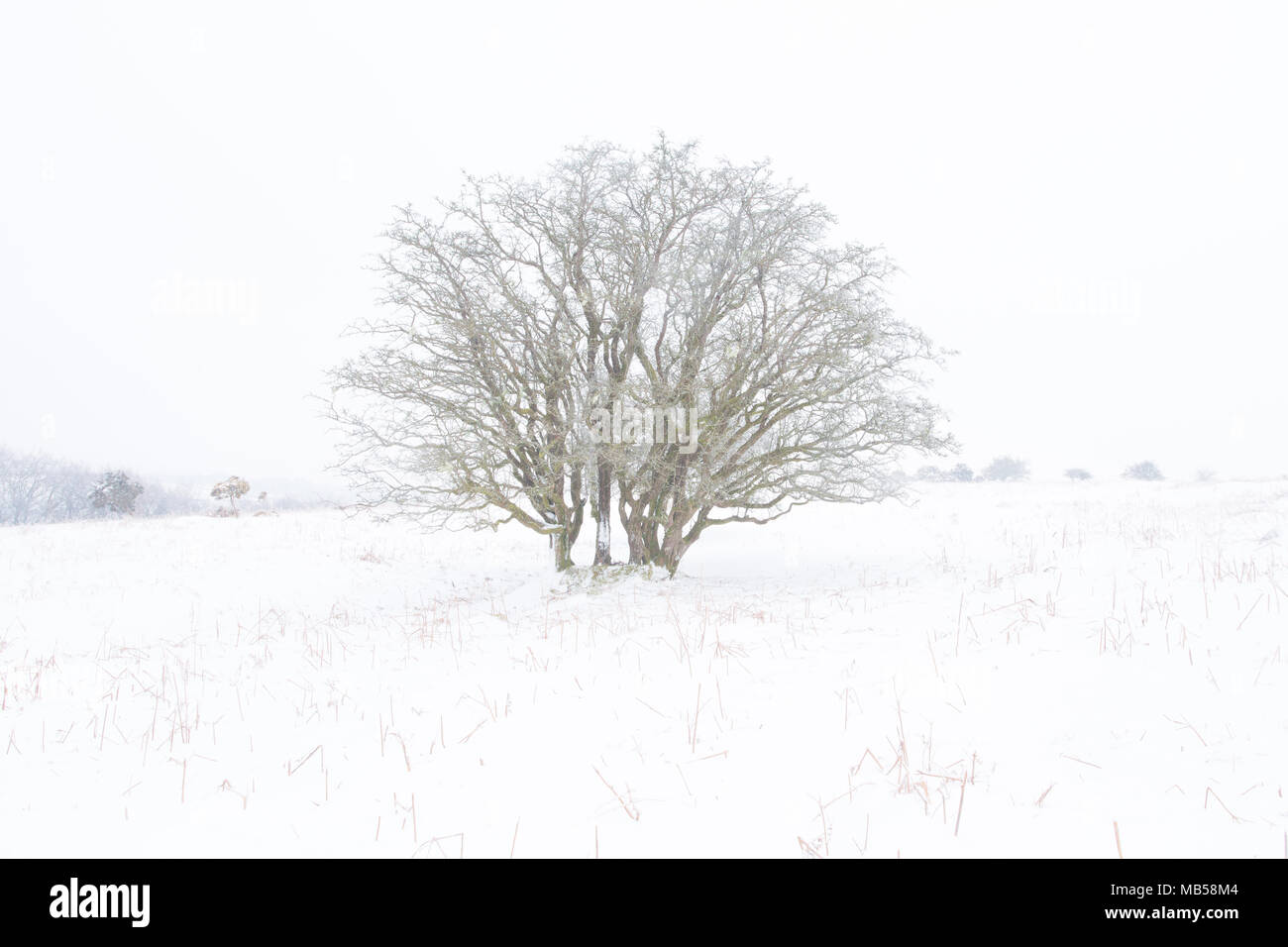 Lone tree in snow Dartmoor national park Devon Uk Stock Photo