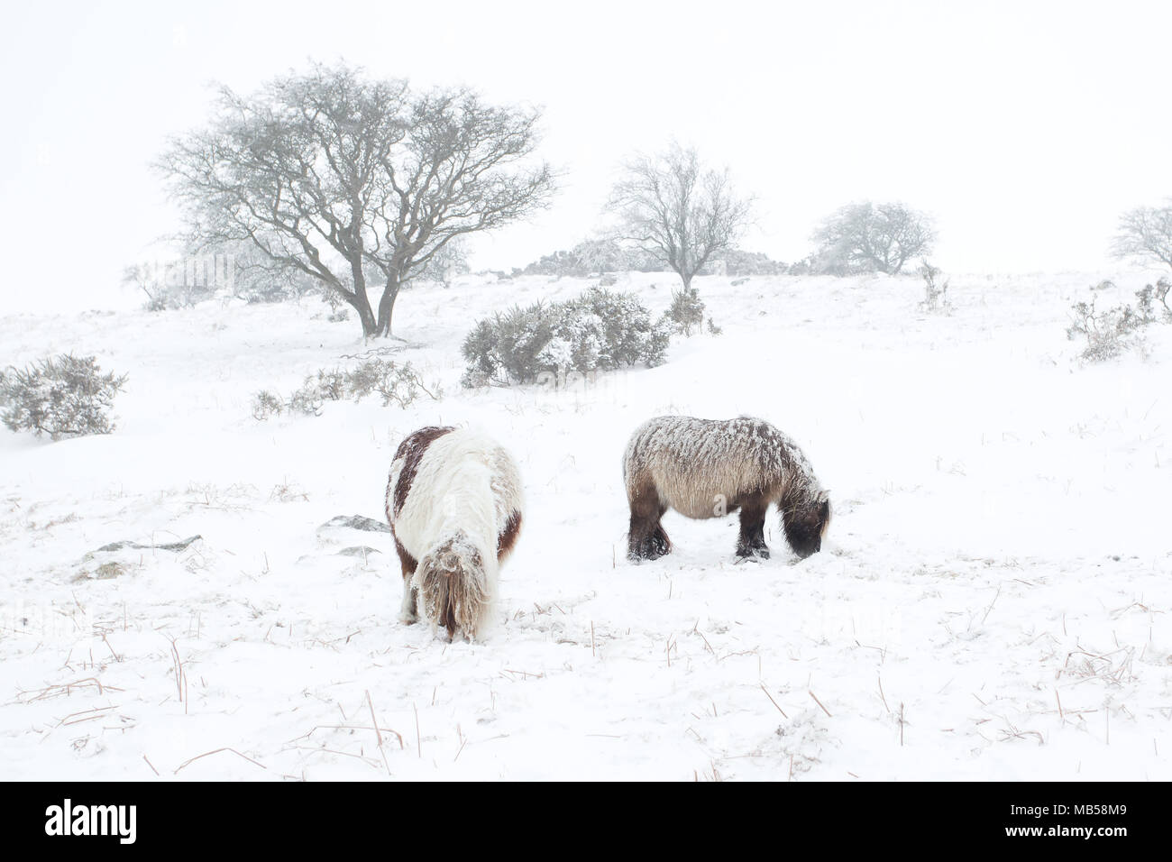 Dartmoor ponies in the snow Dartmoor national park Devon uk Stock Photo