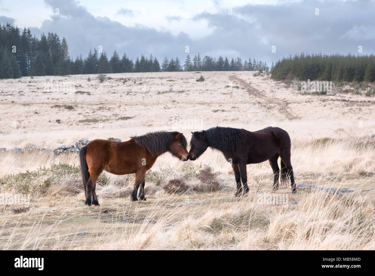 Two dartmoor ponies touching noses Dartmoor national park Devon uk Stock Photo