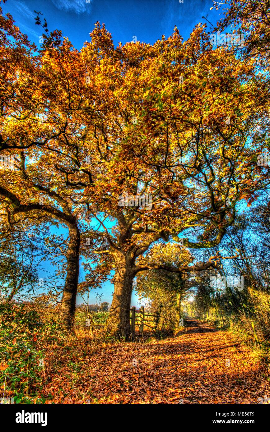 Rural Cheshire, England. Artistic autumnal view of a bridleway, between the Cheshire villages of Coddington and Churton. Stock Photo