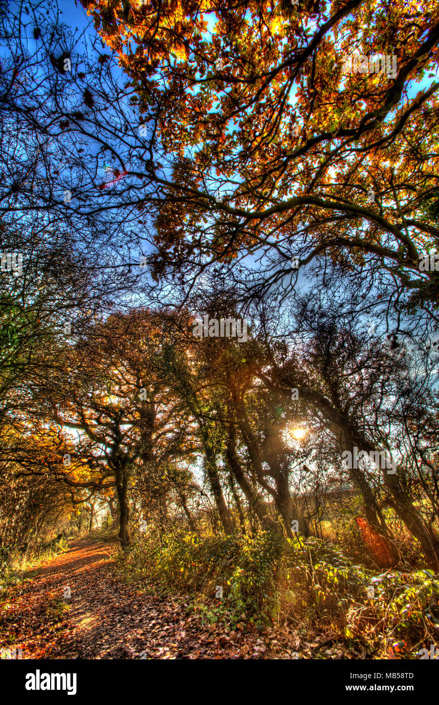 Rural Cheshire, England. Artistic autumnal view of a bridleway, between