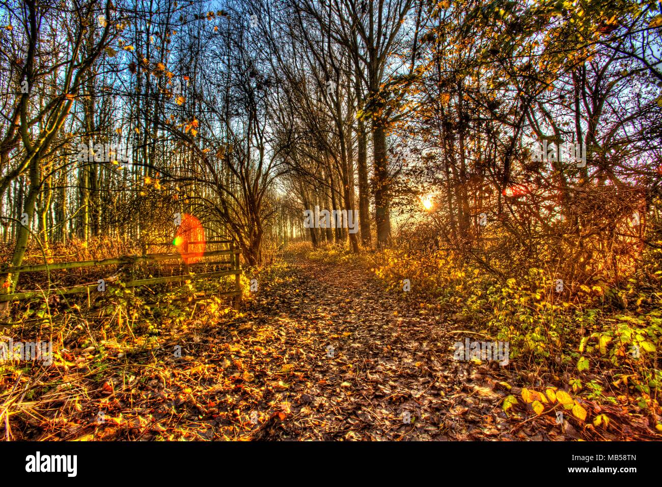 Rural Cheshire, England. Artistic autumnal view of a walking path through woodland. Stock Photo