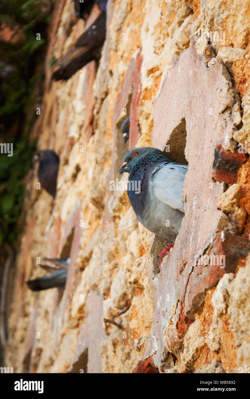 A pigeon inside a wall hole in Parque Las Palomas (San Juan, Puerto Rico) Stock Photo