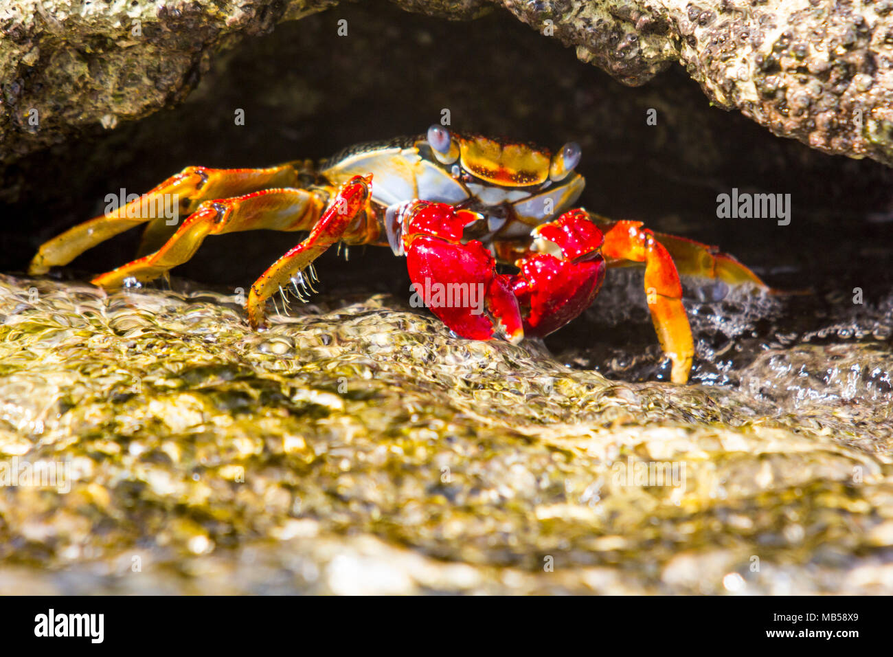 Close up of a Bright Sally Lightfoot Crab on Rocks, Palm Island, Saint Vincent and the Grenadines, Caribbean. Stock Photo