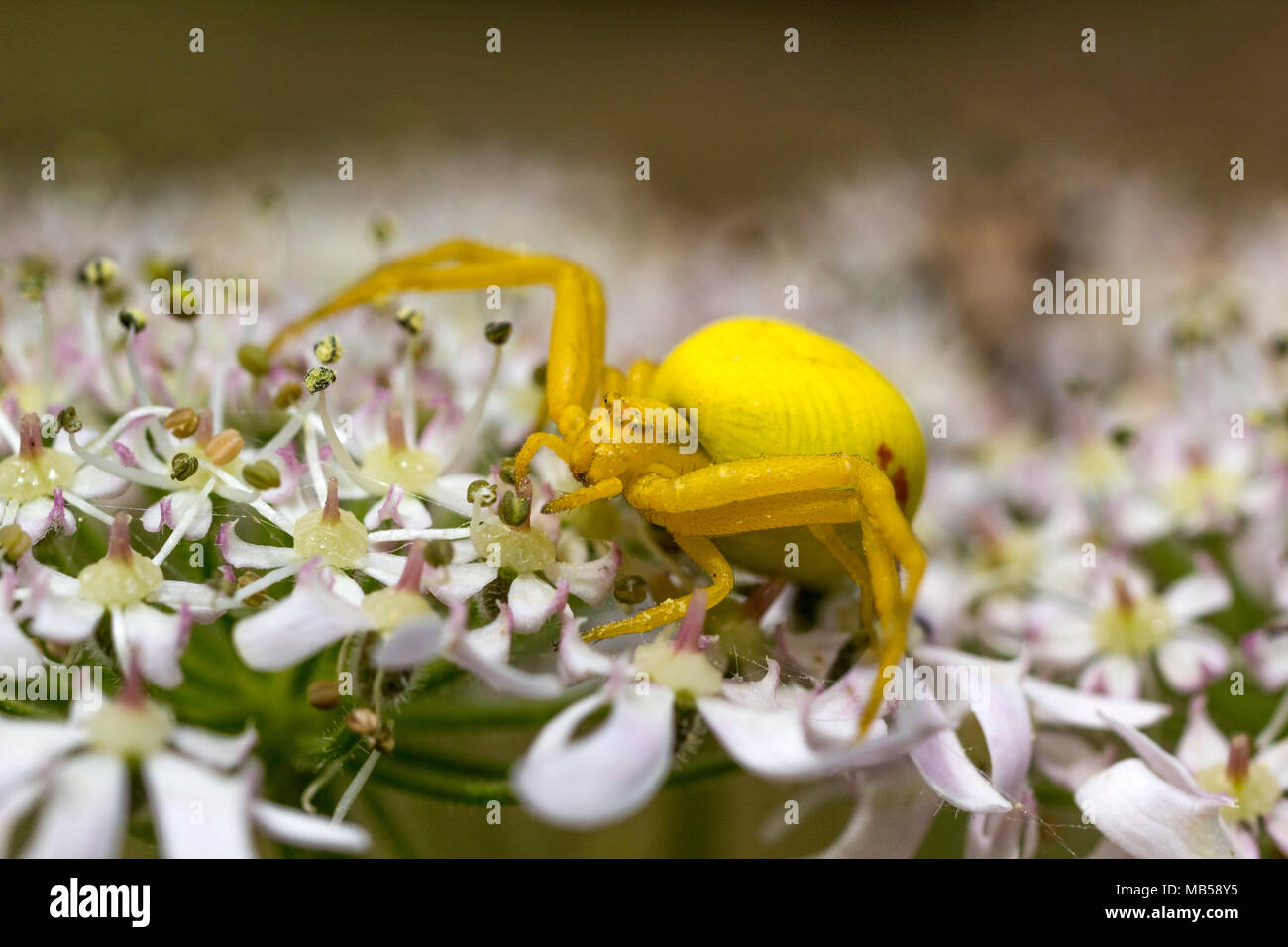 Detail of a Bright Yellow Crab Spider (Misumena vatia) on a Flower in a