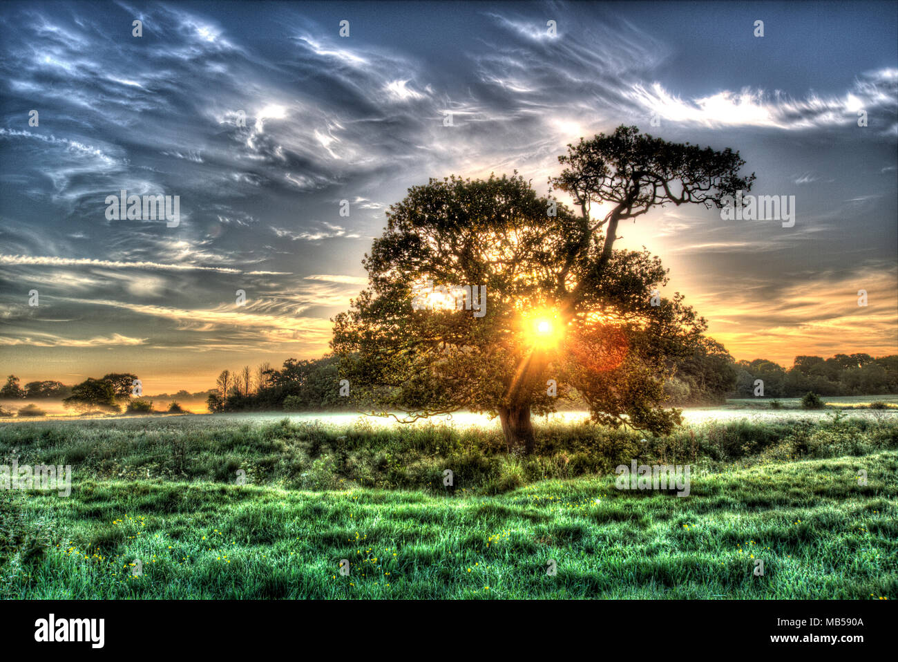 Village of Coddington, England. Artistic sunrise over a pasture farming field and oak tree in rural Cheshire. Stock Photo