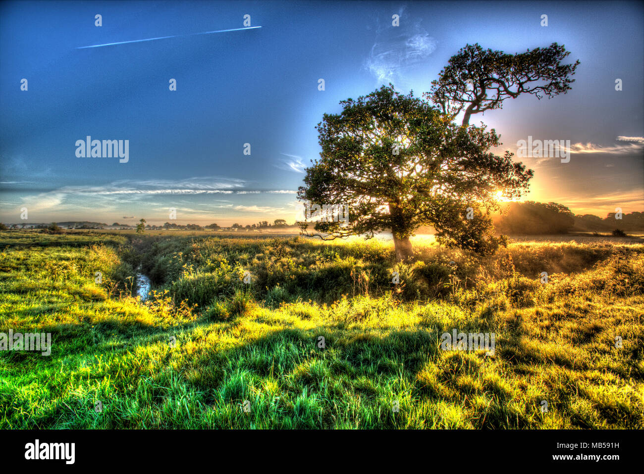 Oak tree in rural hi-res stock photography and images - Alamy