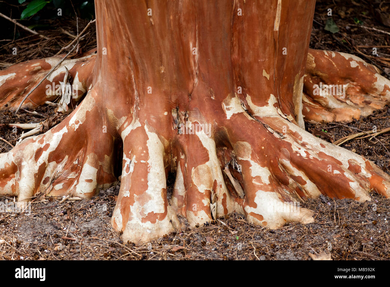 Reddish orange crepe myrtle trunk and roots in early spring. Stock Photo