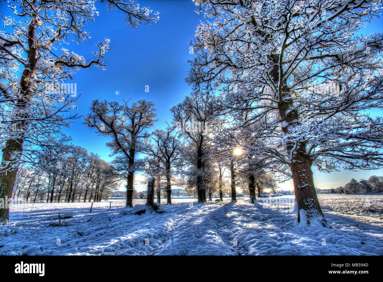 Village of Coddington, England. Artistic winter view of trees in a wooded area of a rural farm, in the Cheshire village of Coddington. Stock Photo