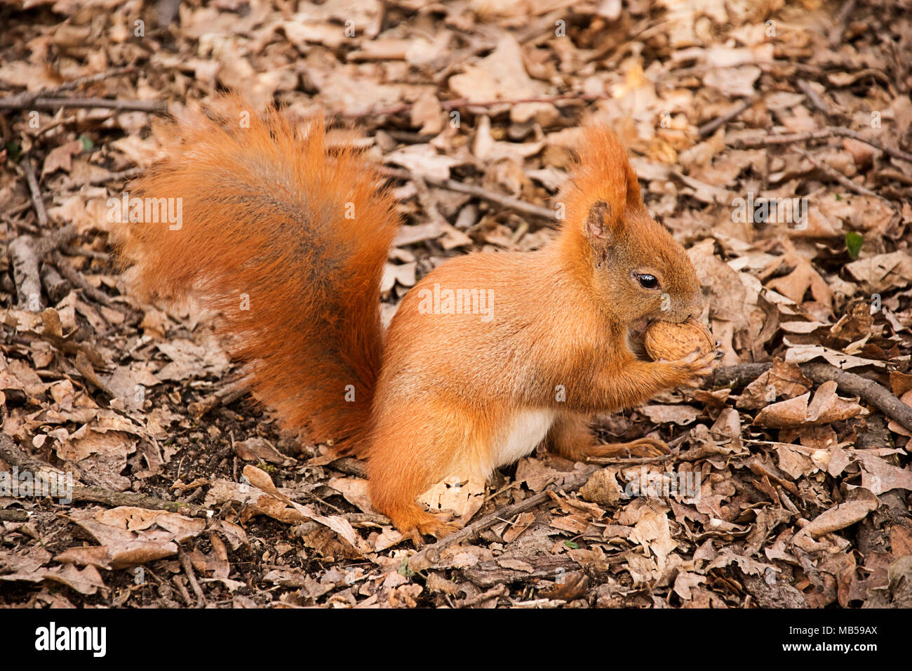 the red squirrel on the ground eats a walnut Stock Photo
