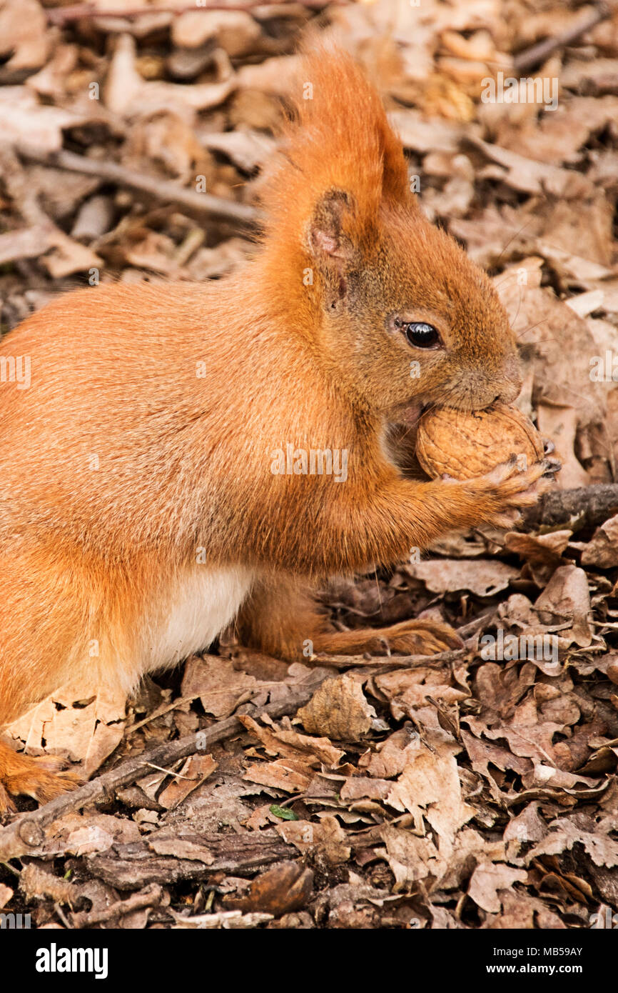 the red squirrel on the ground eats a walnut Stock Photo