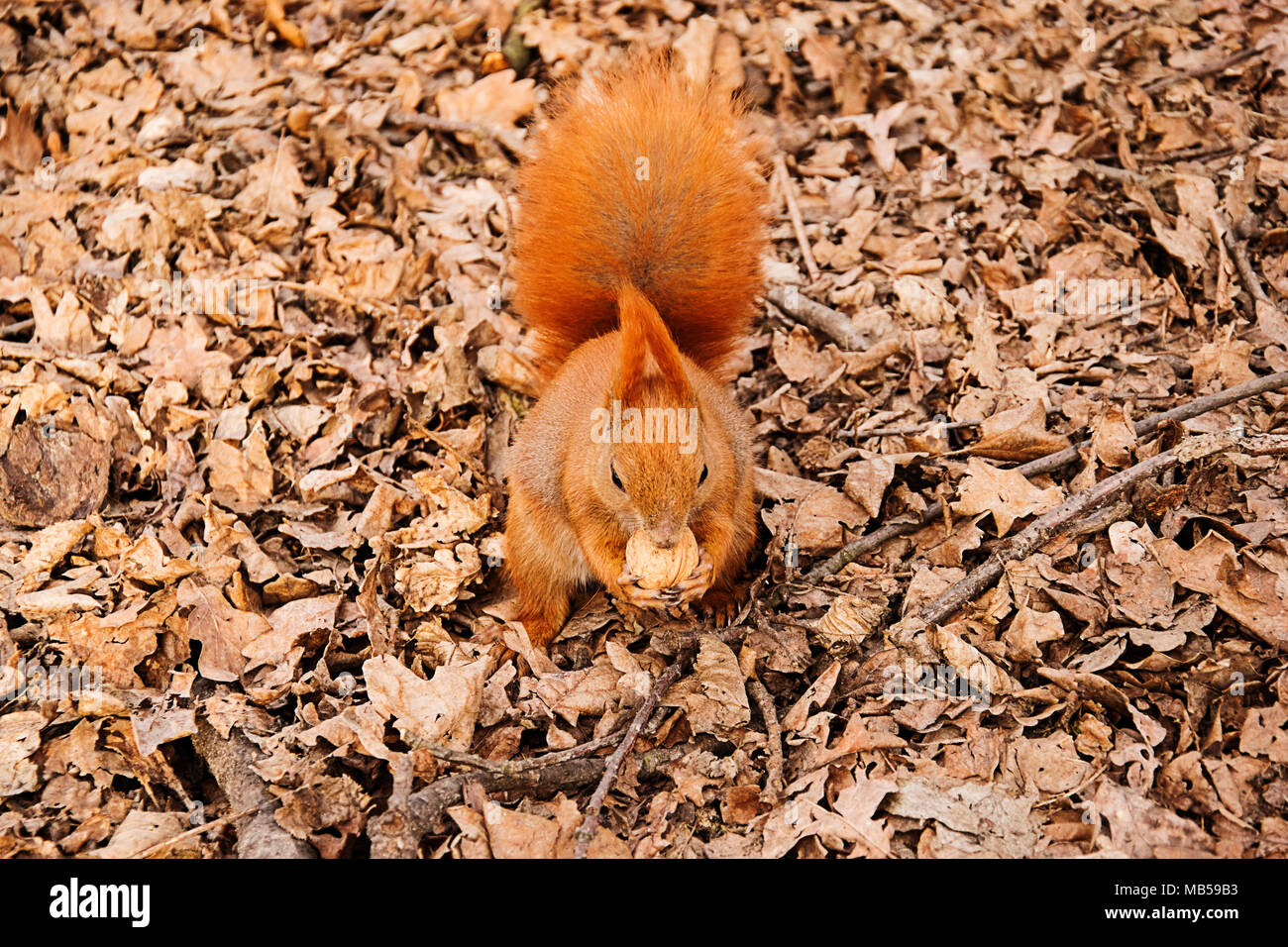 the red squirrel on the ground eats a walnut Stock Photo