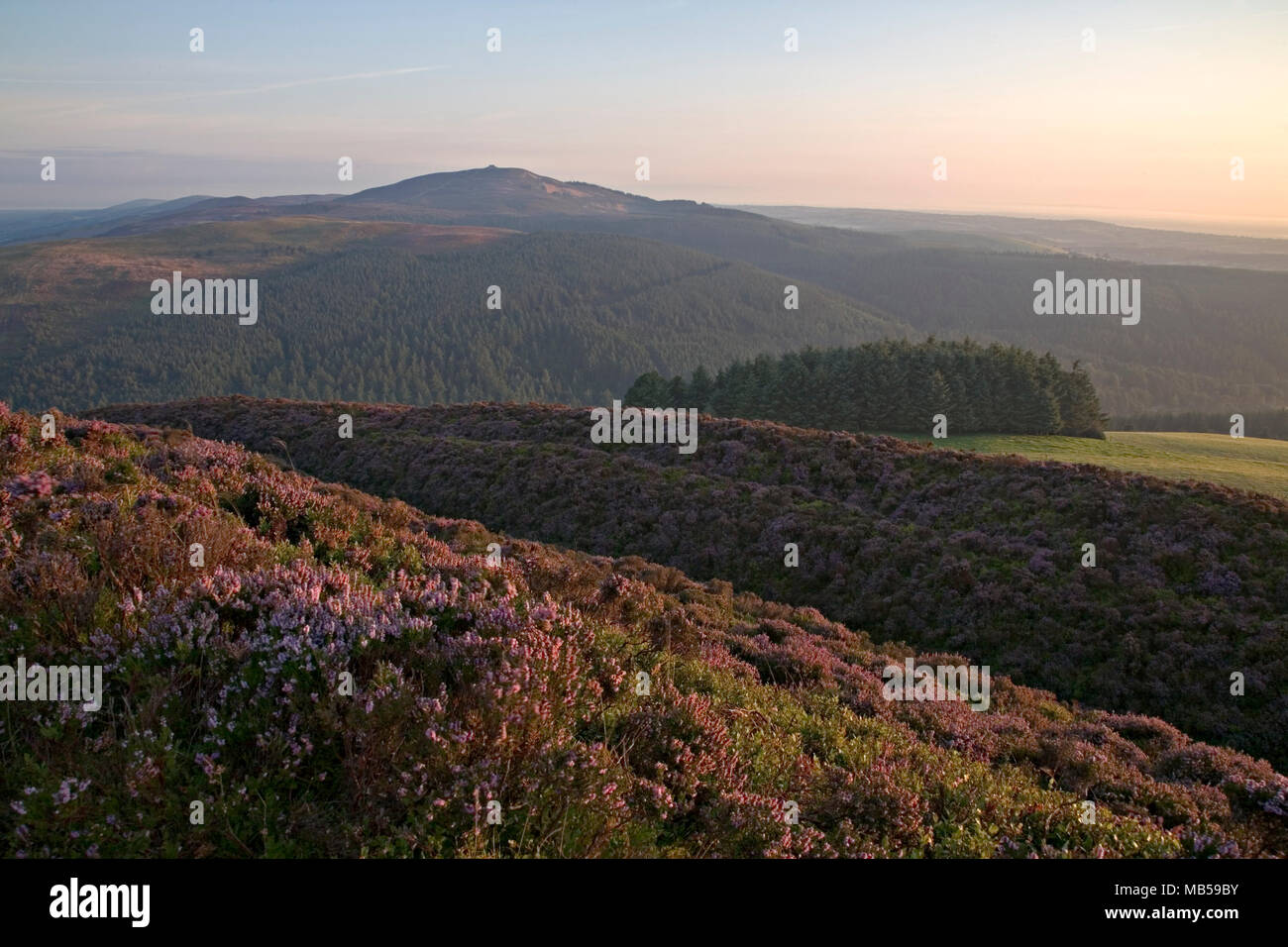 Moel Famau and the Clwydian Forest at sunrise, North Wales Stock Photo