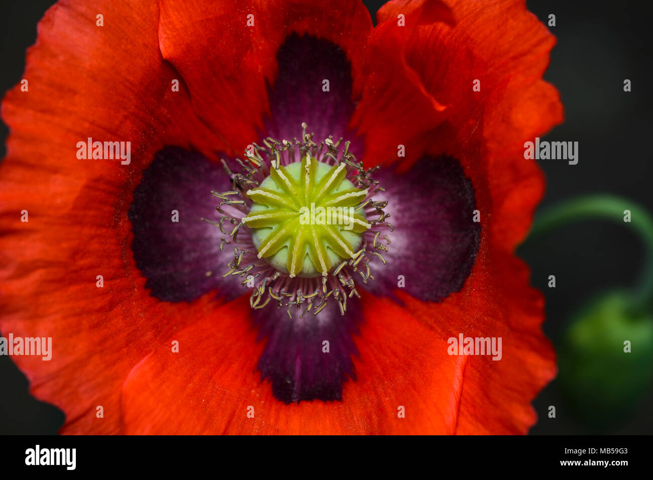 close up of the central part of a poppy Stock Photo