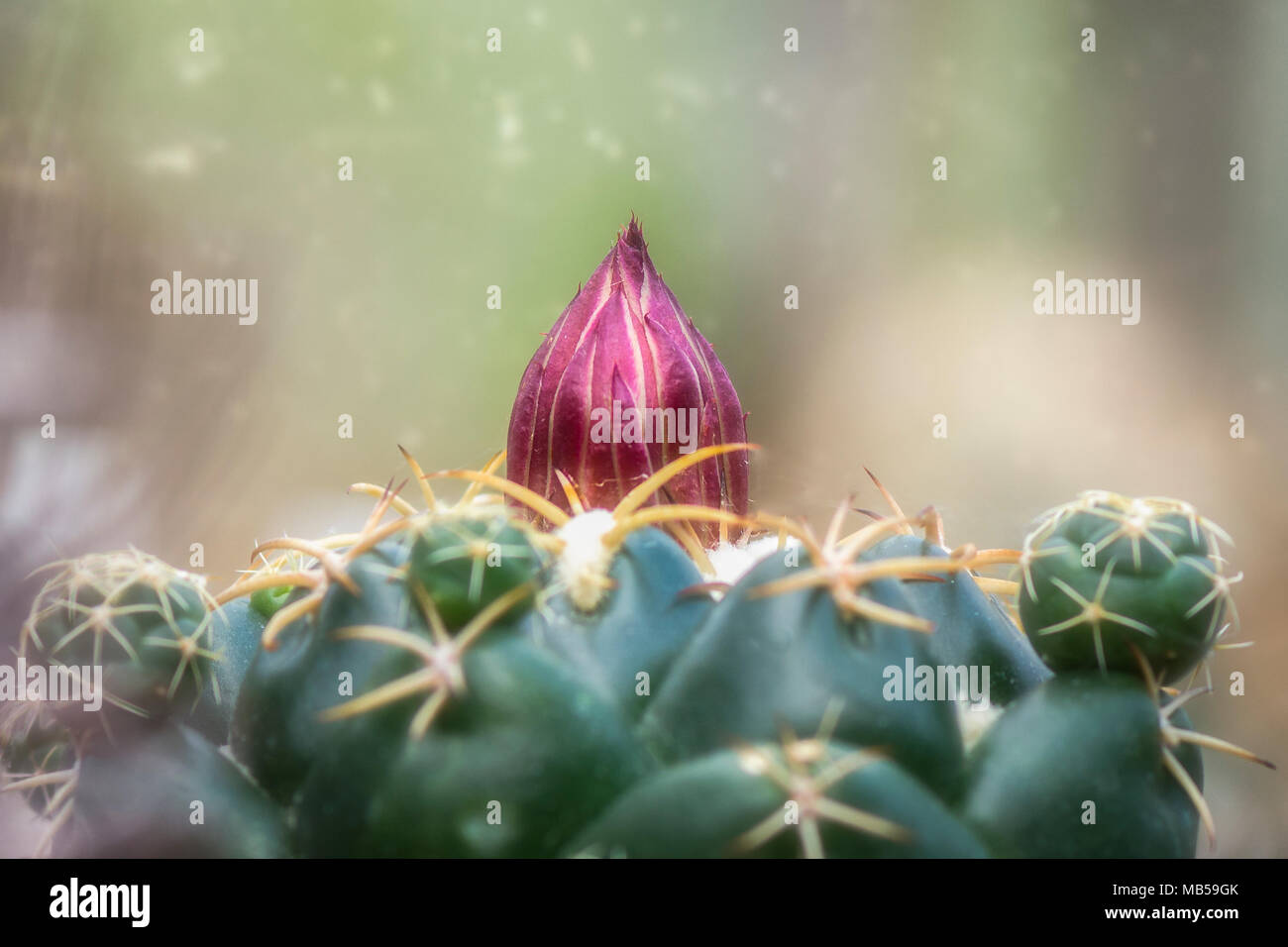 Coryphantha cactus pink bud again blurry backgroung Stock Photo