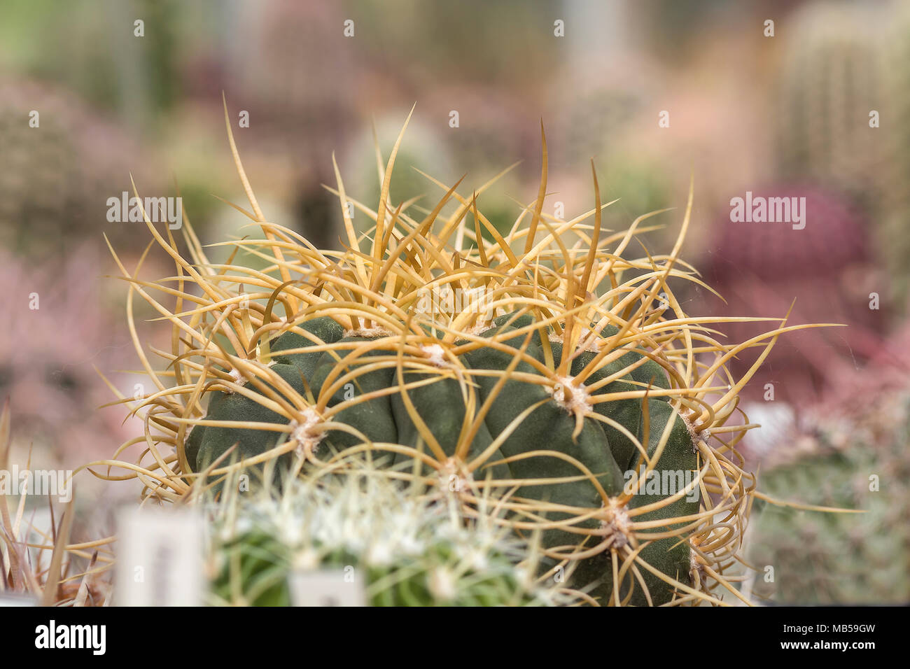 big spine of a cactus denmoza against blurry background Stock Photo